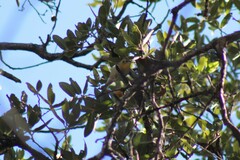Peucedramus taeniatus
