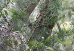 Platycercus caledonicus