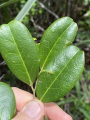 Diospyros compacta