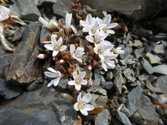 Montia sessiliflora