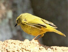 Myiothlypis bivittata