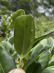 Diospyros compacta