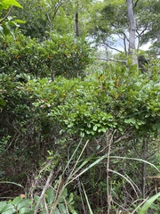 Diospyros compacta