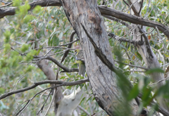 Platycercus caledonicus