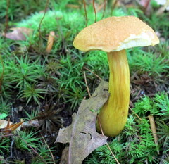 Aureoboletus roxanae