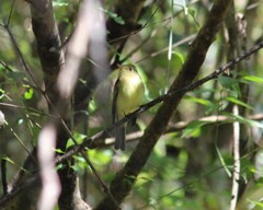 Empidonax difficilis