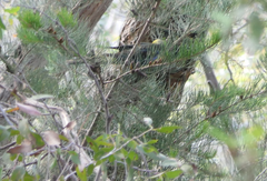 Platycercus caledonicus