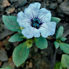 Nolana humifusa