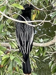Anhinga anhinga