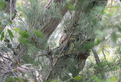 Platycercus caledonicus