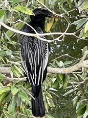 Anhinga anhinga
