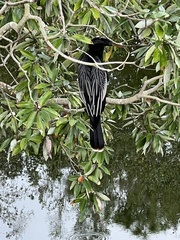 Anhinga anhinga