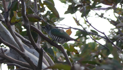 Chrysococcyx lucidus