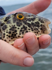 Sphoeroides testudineus