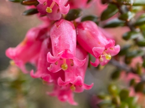 Pink mountain heath or comb heath