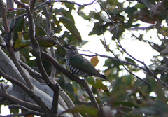 Chrysococcyx lucidus