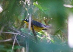 Basileuterus lachrymosus