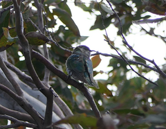 Chrysococcyx lucidus