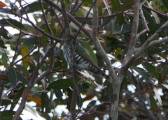 Chrysococcyx lucidus