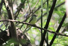 Myiopagis viridicata