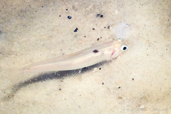 Notropis longirostris