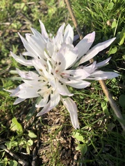 Colchicum atticum