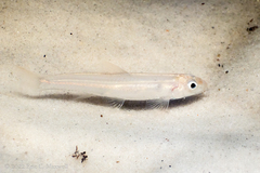 Notropis longirostris