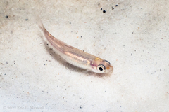Notropis texanus