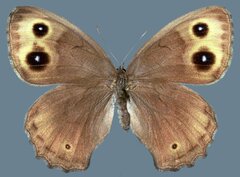 Cercyonis pegala paludum