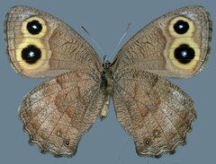 Cercyonis pegala paludum