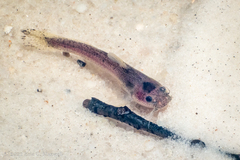 Noturus leptacanthus