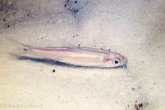 Notropis texanus