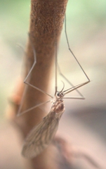Trichoceridae