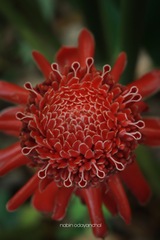 Etlingera elatior