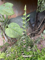 Euphorbia tithymaloides