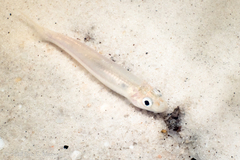 Notropis longirostris