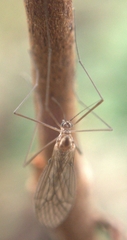Trichoceridae