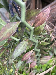 Euphorbia tithymaloides