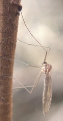 Trichoceridae