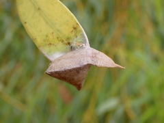 Cymbacha
