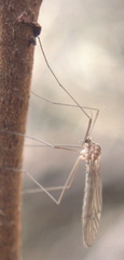 Trichoceridae