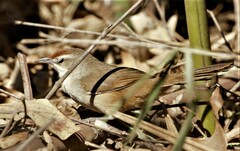 Phacellodomus rufifrons