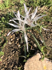 Colchicum atticum