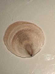 Crepidula onyx