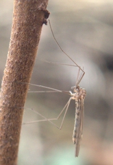 Trichoceridae