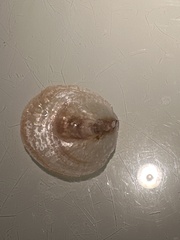 Crepidula onyx