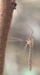 Trichoceridae