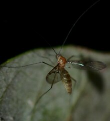 Macrocera