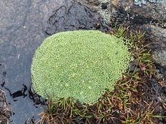 Pterygopappus lawrencei