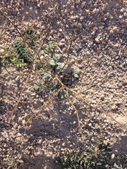 Eriogonum deflexum